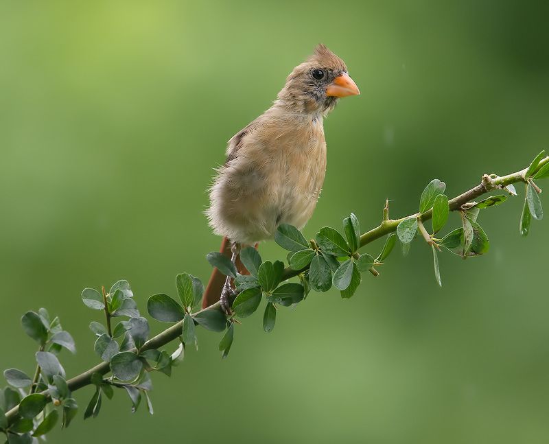 красный кардинал, northern cardinal, cardinal,кардинал Juvenile female Northern Cardinal - cамка. Красный кардиналphoto preview