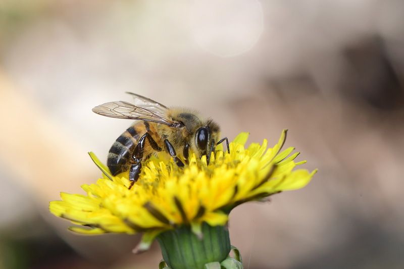abelha, denis moura, mogi das cruzes, brasil, bee Abelhaphoto preview
