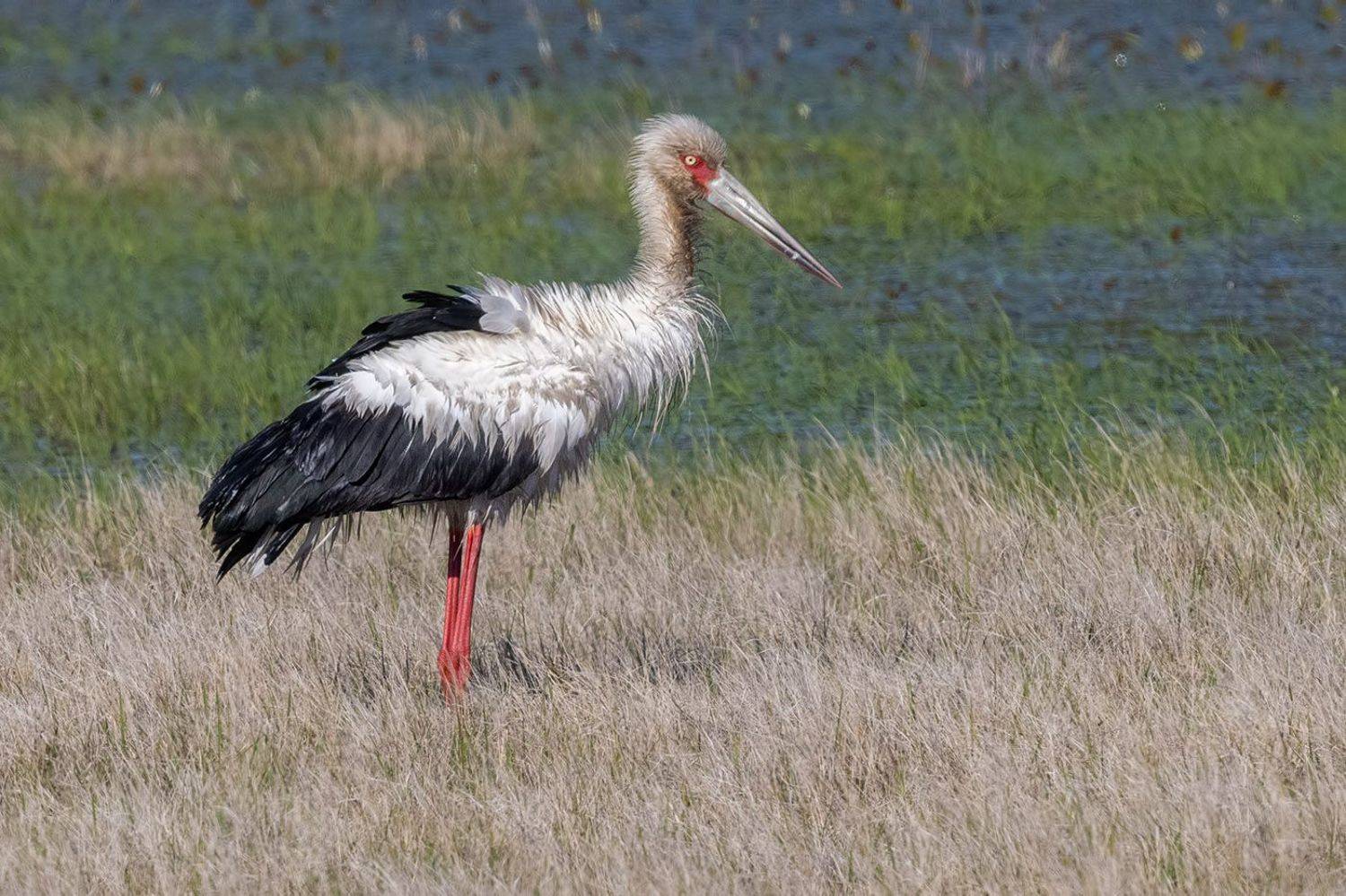 После бани. Автор: Елена Давыдова птицы, уругвай, Елена Давыдова