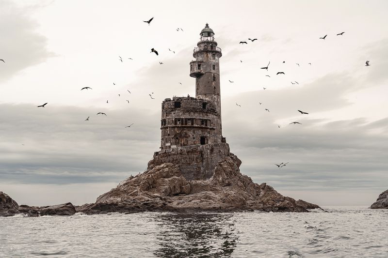 Гнездовье чаек и прочих птицphoto preview