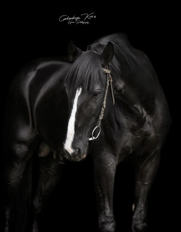 Black backgroundphoto preview