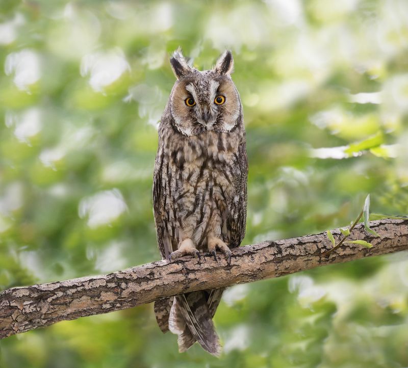 птица, ушастая сова, ушастая красавица.. фото превью