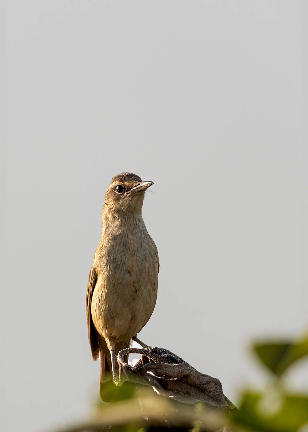 Поющий сверчок. Автор: Алексей Рыльский птица, поющий сверчок, Алексей Рыльский