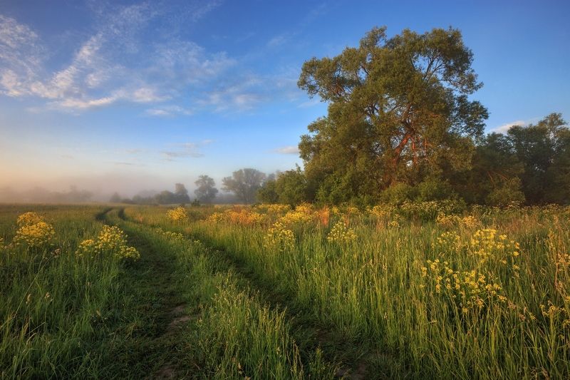 2019, россия, калужская область, лето, утро, туман, трава, деревья, облака, туман, сурепка Вспоминая летоphoto preview