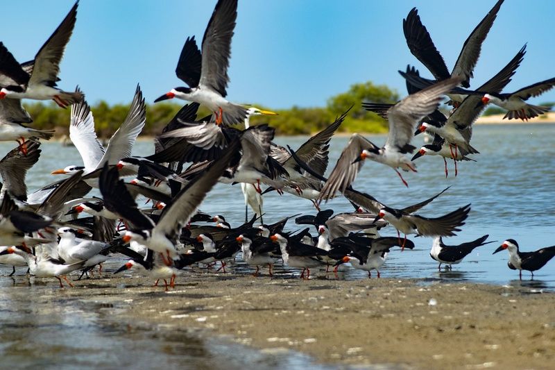 reserva de avesphoto preview