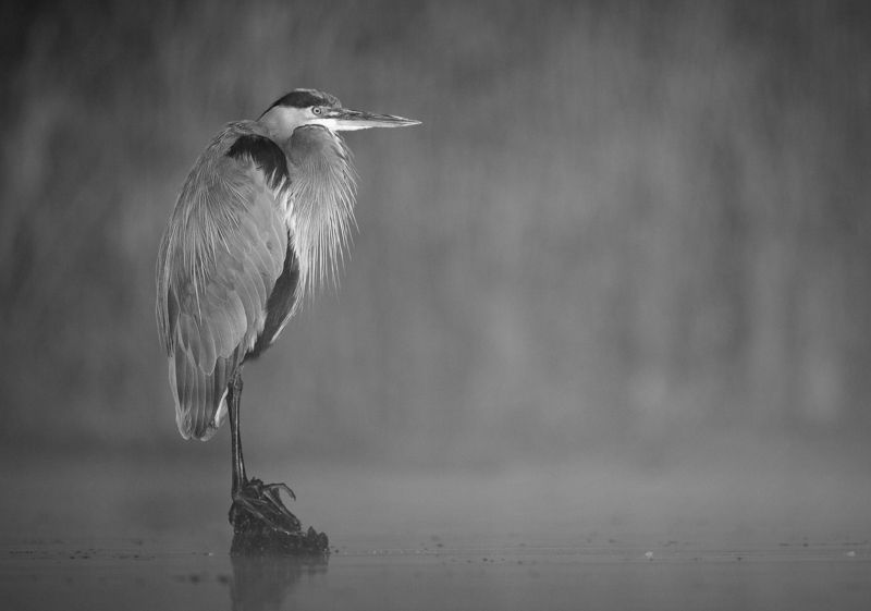 heron Waking Upphoto preview