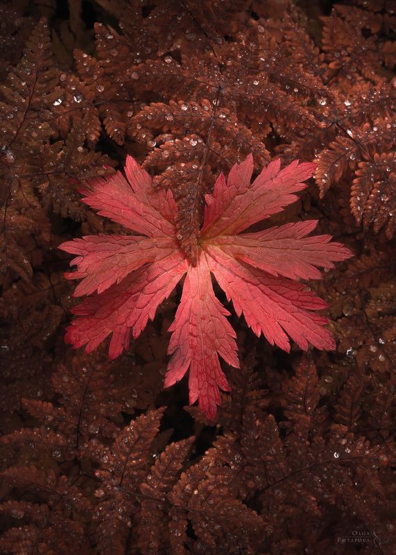 ловозерские тундры, заполярье, осень, текстуры севера, папоротник, лишайник, арт, кольский полуостров, мурманская область, хибины Текстуры севераphoto preview