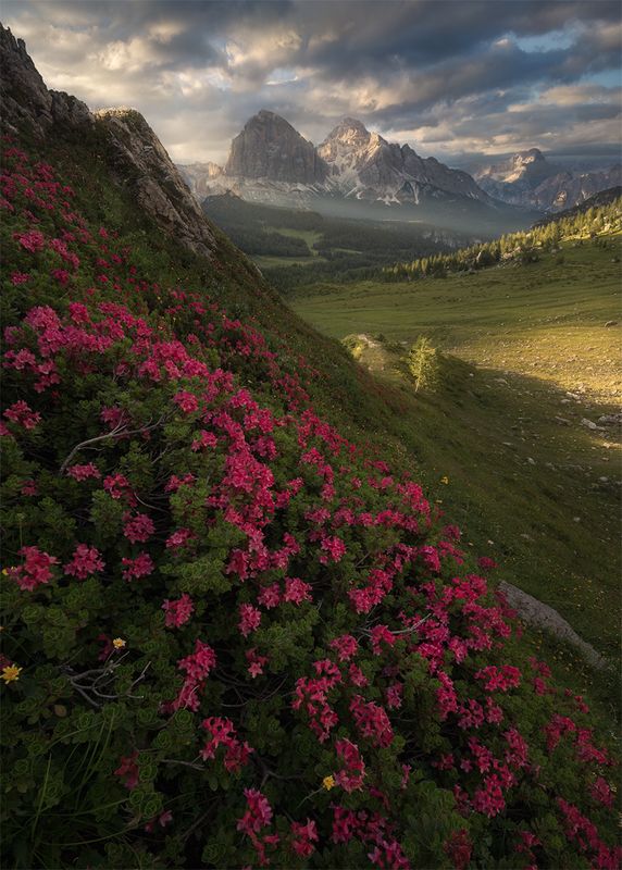 Crimson Wallphoto preview