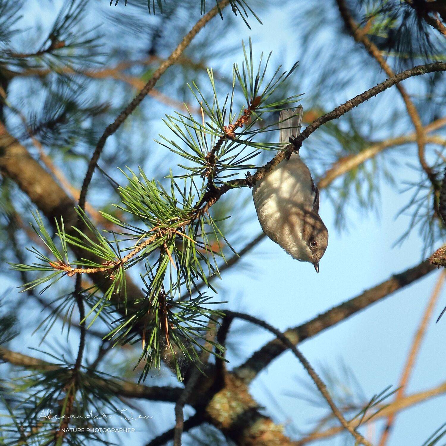 Славка-мельничек. Автор: Титов Александр природа, лес, птицы, фотоохота, наблюдение, славка-мельничек, Титов Александр