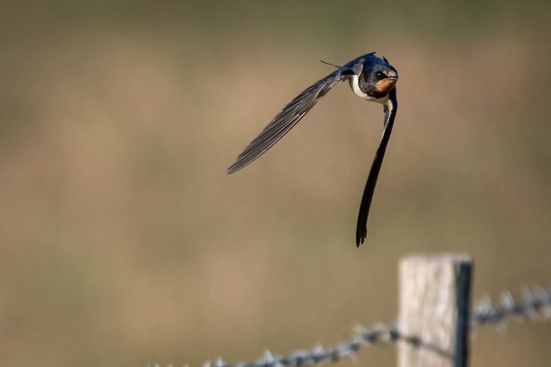 swallow; bird; sparrow; nature; flying Barn Swallowphoto preview