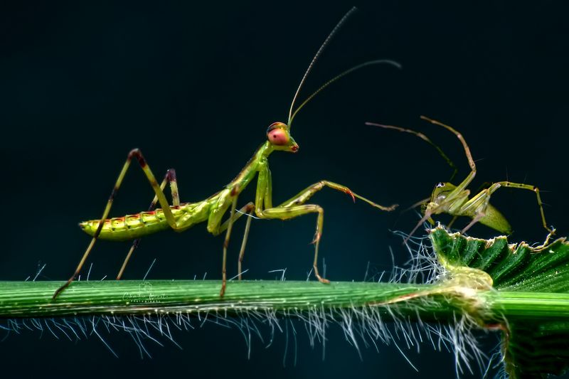 mantis, spider, outdoor, nature, natural, small, outside, macro, light, animal, garden, dark Mantis and spiderphoto preview