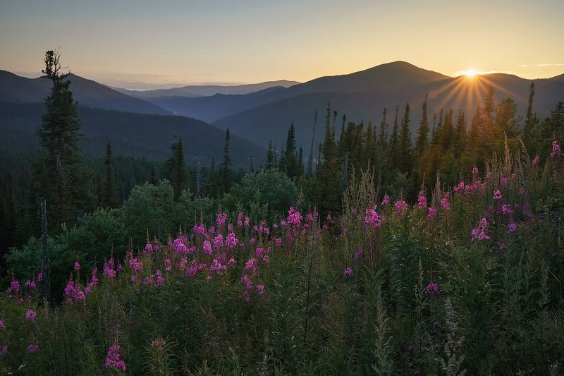 Ергаки, Нерозя, Саяны, Сибирь, лес, пейзаж, туман Утро в Ергакахphoto preview