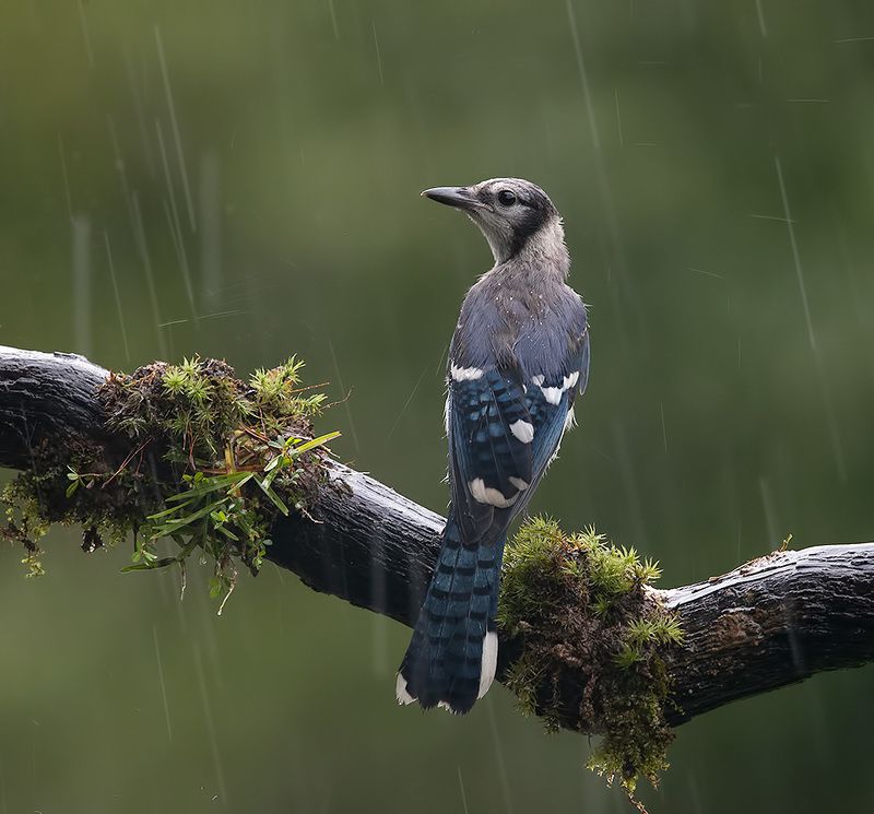 cойка, blue jay, jay, дождь Blue Jay -Голубая сойка фото превью