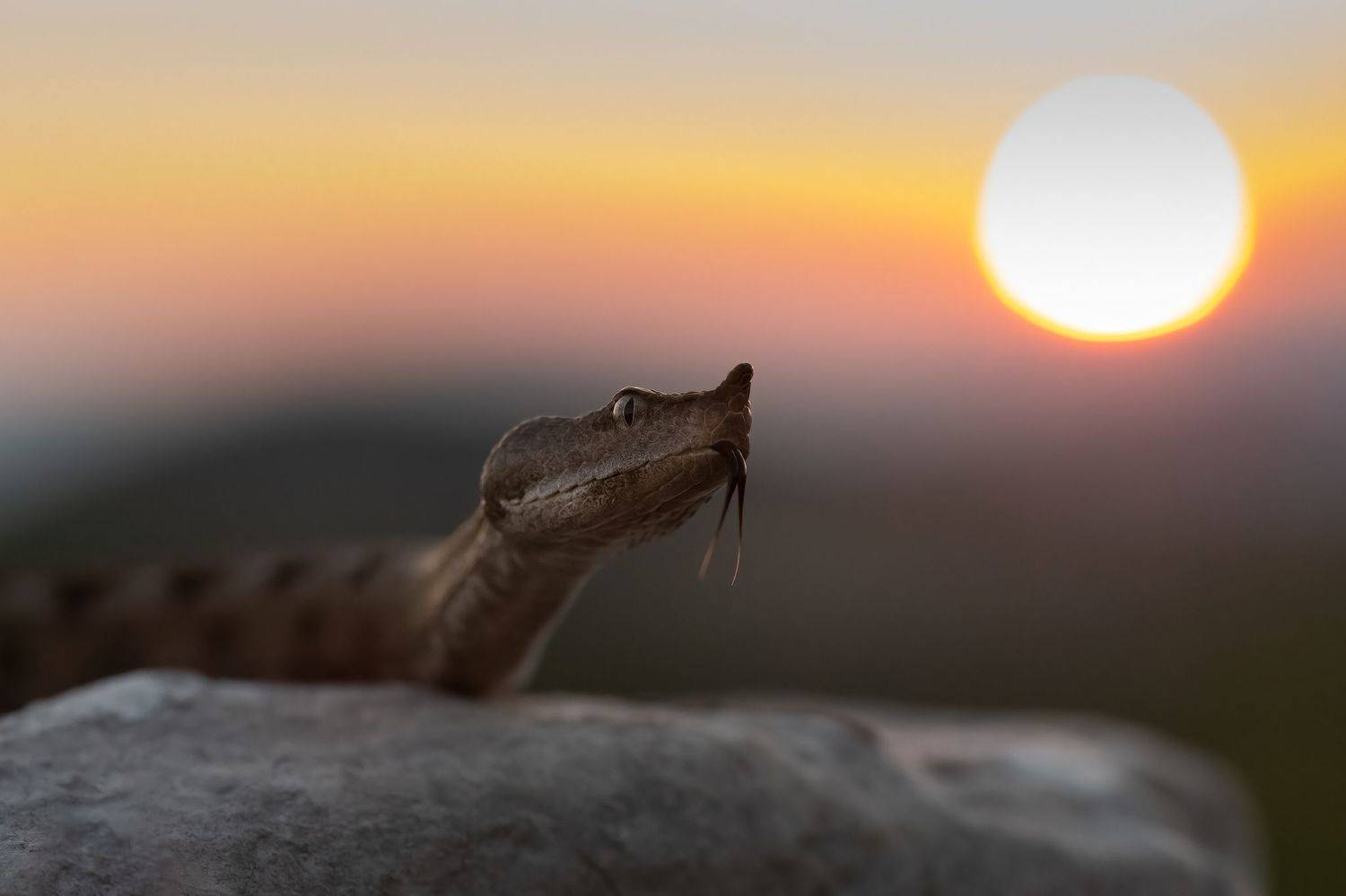 Носатая гадюка (Vipera ammodytes) на закате солнца. Автор: Мартин Попов , Мартин Попов