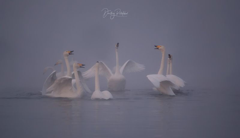 Лебеди photo preview