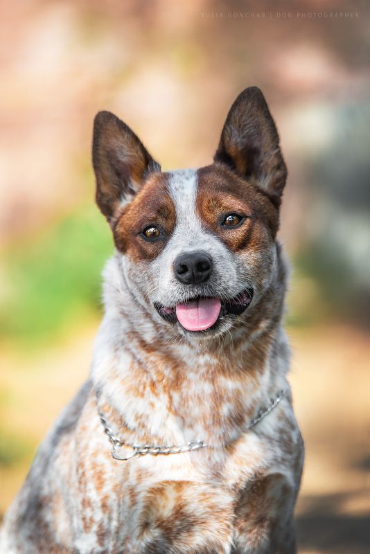 Австралийский хилерphoto preview