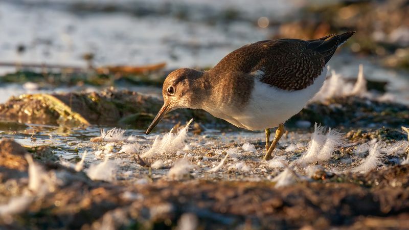перевозчик ***photo preview
