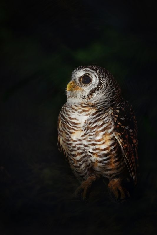 owl, young owl, morning Young owlphoto preview