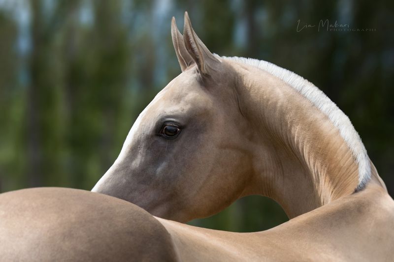Лошадь, лошади, Ахалтекинец, horse, ahalteke Еремейphoto preview