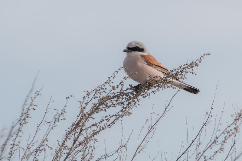 сорокопут, жулан, птицы, лето, birds, wildlife, red-backed shrike Жуланphoto preview