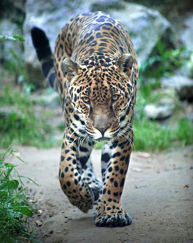 Ягуарphoto preview