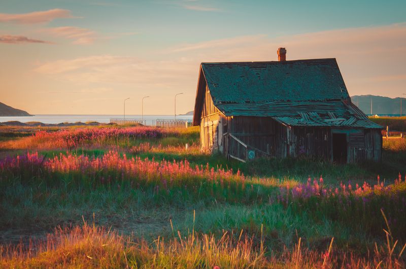 арктика, север, териберка, закат, иван-чай, лето Арктический закатphoto preview