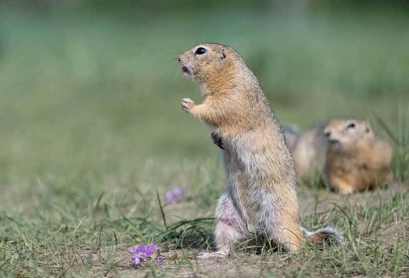 суслик, о. татышев,красноярск Ушуphoto preview