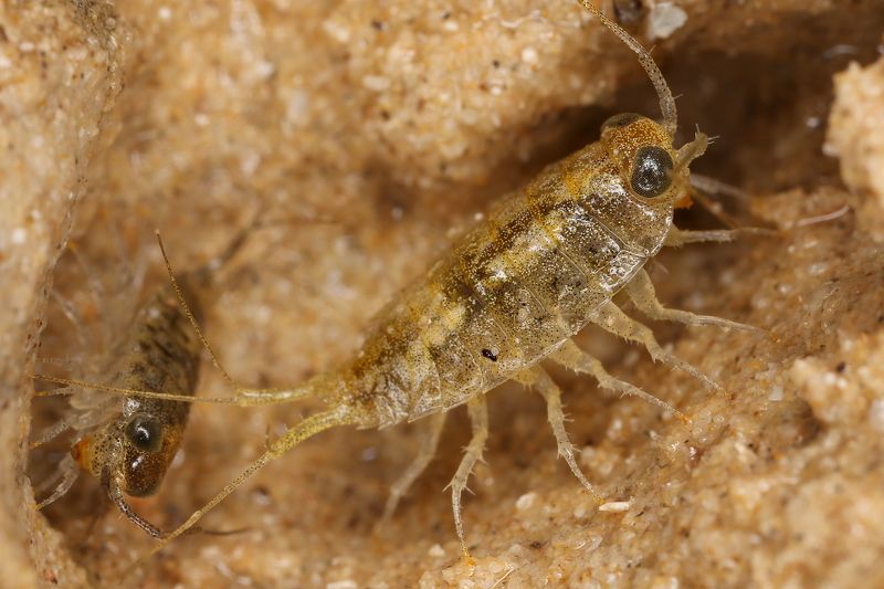 изоподы равноногие раки Изоподы фото превью