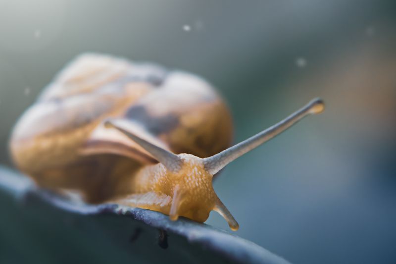 улитка, макро, моллюск, лето, природа Милая улиткаphoto preview