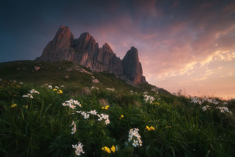 россия, адыгея, кавказ, большой тхач, природный парк, горы, хребет, цветы, рододендрон, лето, рассвет, природа, пейзаж Цветущий Кавказphoto preview