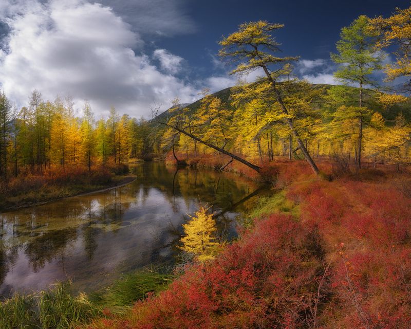 колыма, магадан, озеро джека лондона Средь красных ковров голубичника петляет ручей Неведомыйphoto preview