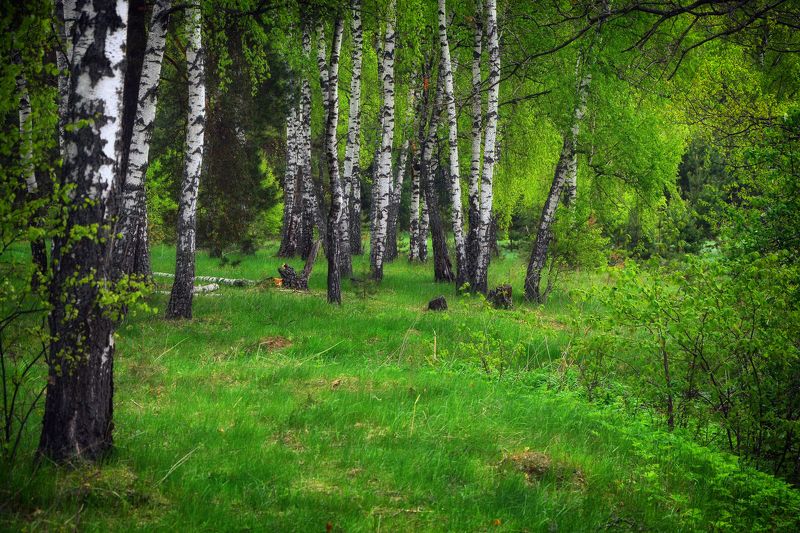 Весна в берёзовой рощеphoto preview