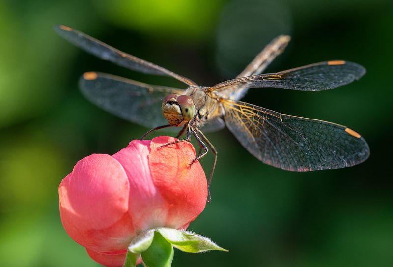 стрекоза, фауна, макро, лето, насекомые Лето, пока!photo preview
