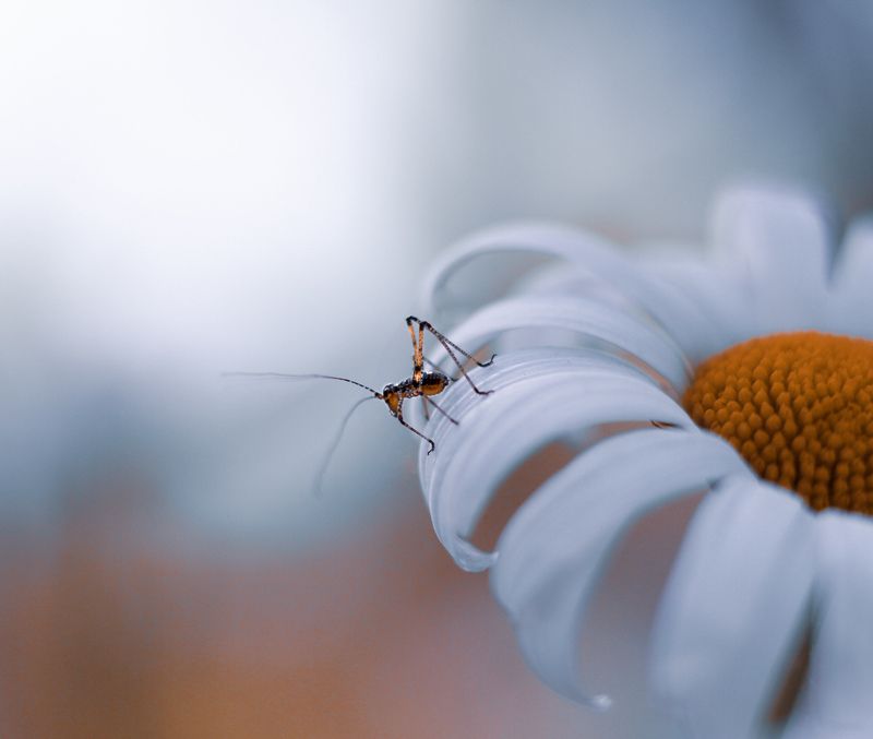 #макро #природа #насекомые Свежевылупившийся кузнечик ☺️?photo preview