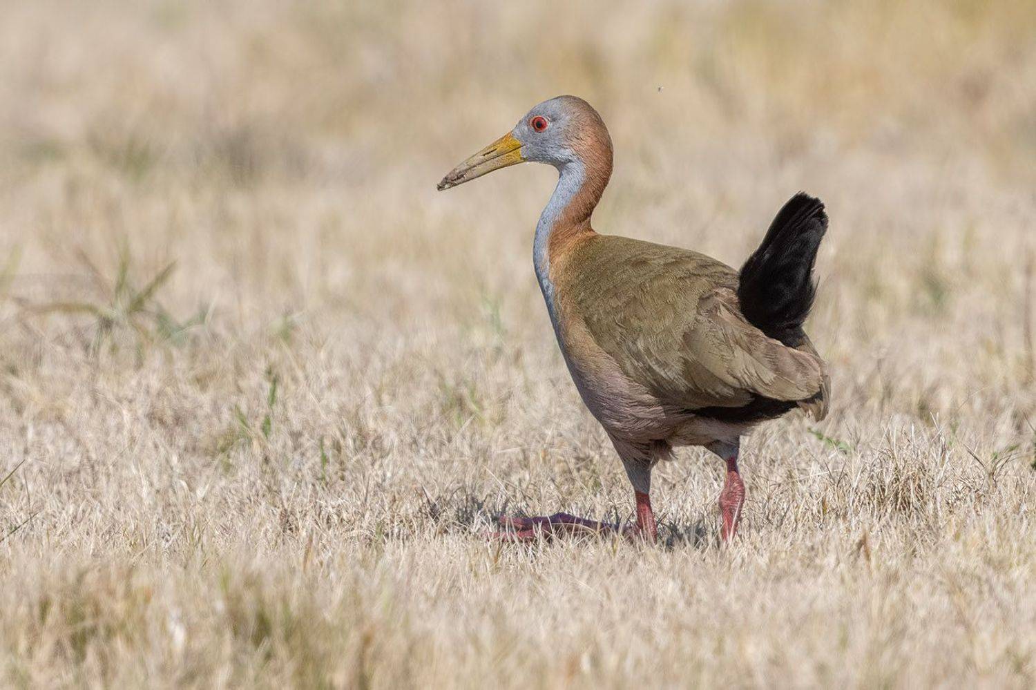 птицы, уругвай, Елена Давыдова
