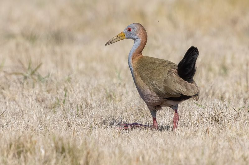 птицы, уругвай ***photo preview
