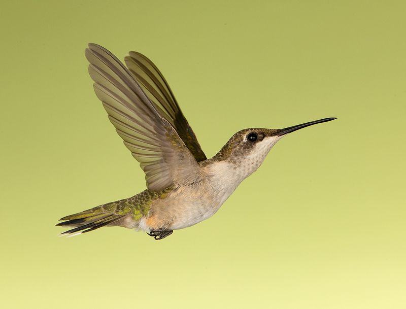 колибри,ruby-throated hummingbird, hummingbird Ruby-throated Hummingbird female. Magic in the Airphoto preview