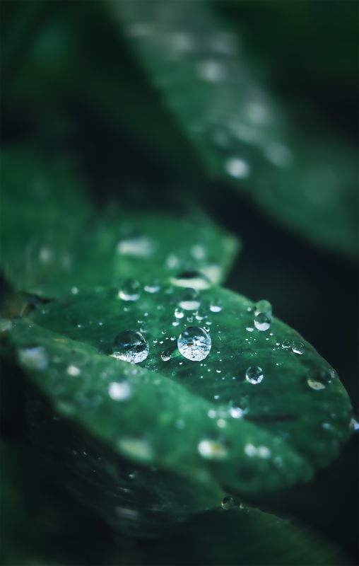 макро, клевер, капли воды, роса, природа photo preview