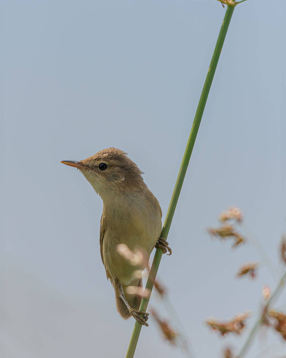 Юная тростниковая камышовка. Автор: Алексей Рыльский тростниковая, камышовка, Алексей Рыльский