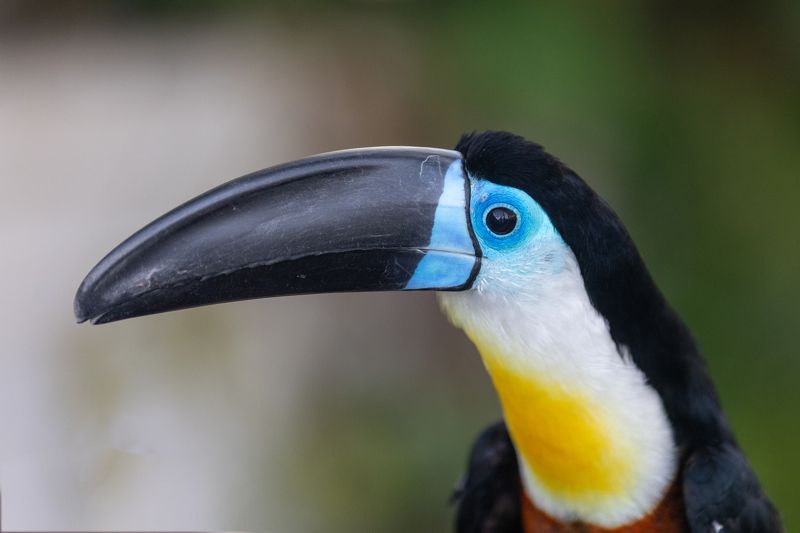 toucan, arakari, birds, bird, birdswatching, green planet Toucanphoto preview