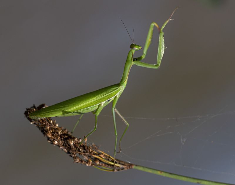 Богомол Дирижерphoto preview