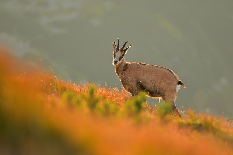 wildlife, chamois, rupicapra, animals, slovakia, tatra Tatra chamois photo preview