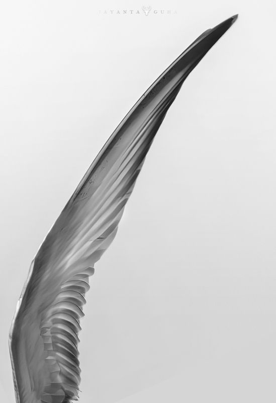wildlife, art, nature, wild, bird, animal, monochrome Wingphoto preview
