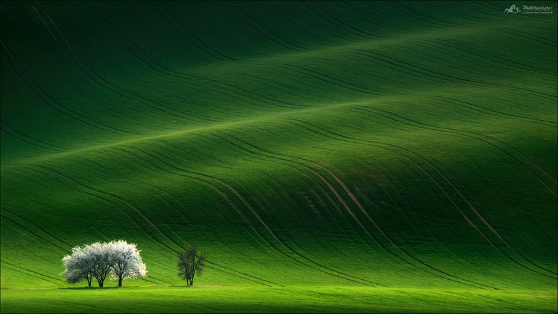 чехия, южная моравия, весна, czech, south moravia, spring, green 50 оттенков зеленого..photo preview
