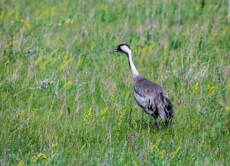 птица, журавль, степь, журавли..photo preview