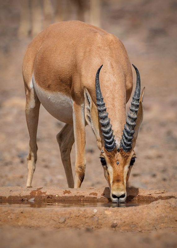 Chinkaraphoto preview