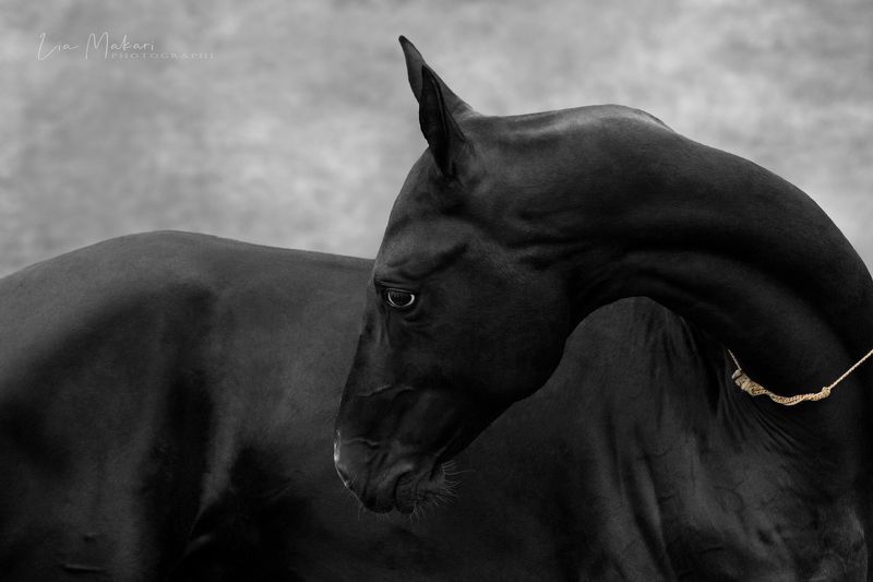 Лошадь, лошади, ахалтекинец , ahalteke Авадханphoto preview