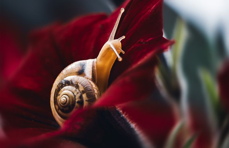 улитка, макро, моллюск, природа, цветок, лето В домикеphoto preview