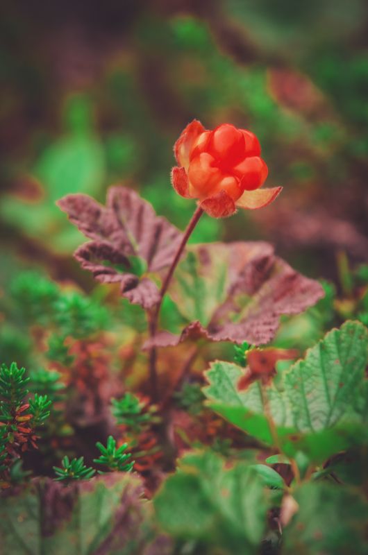 Арктика, Север, Баренцево море, лето Царская ягода photo preview