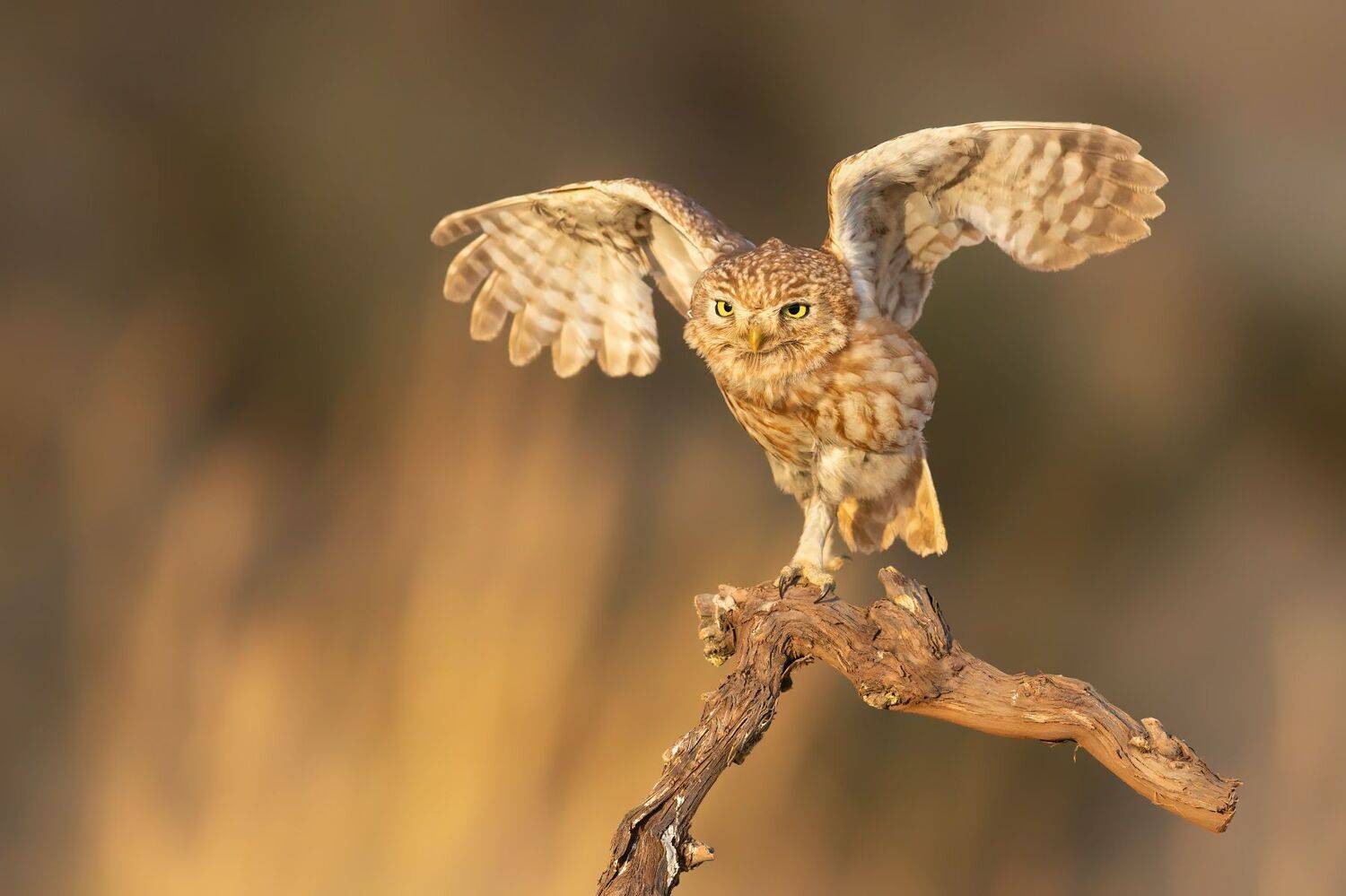 , Евгений Фруман